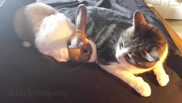 Bunny Nuzzles Up to the Cat