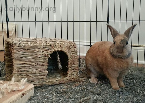 Bunny Is the Proud New Owner of a Tasty Hay House 1