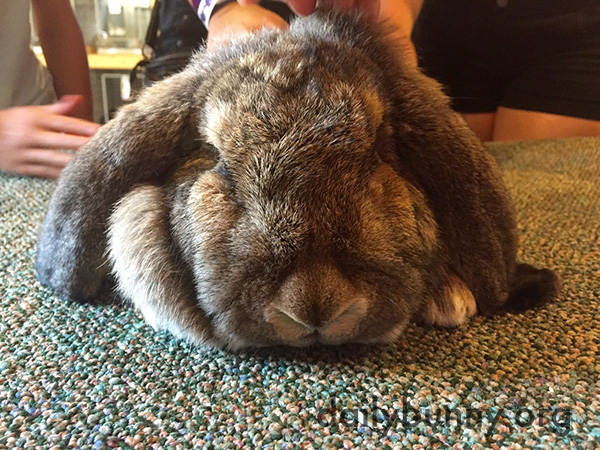 Relaxed Bunny Receives Attention from Several Humans