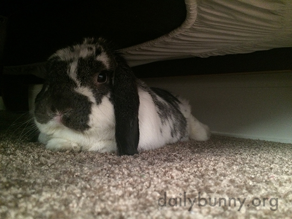 Bunny's Found a Nice Dark, Cool Hiding Spot Under the Bed
