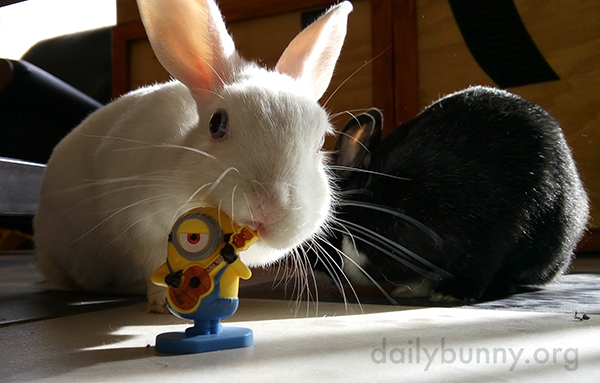  Bunnies Show Varying Degrees of Interest in Their Minion Toy 1
