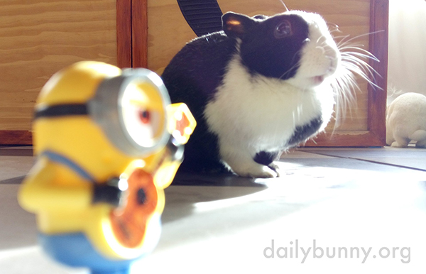 Bunnies Show Varying Degrees of Interest in Their Minion Toy 2