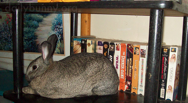 Bunny's Found a Nice, Smooth, Cool Surface to Rest On