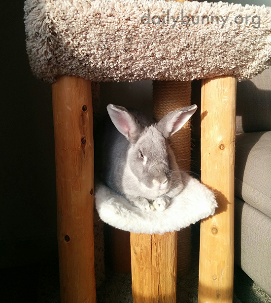 Bunny Knows How to Maximize Her Time in the Sun