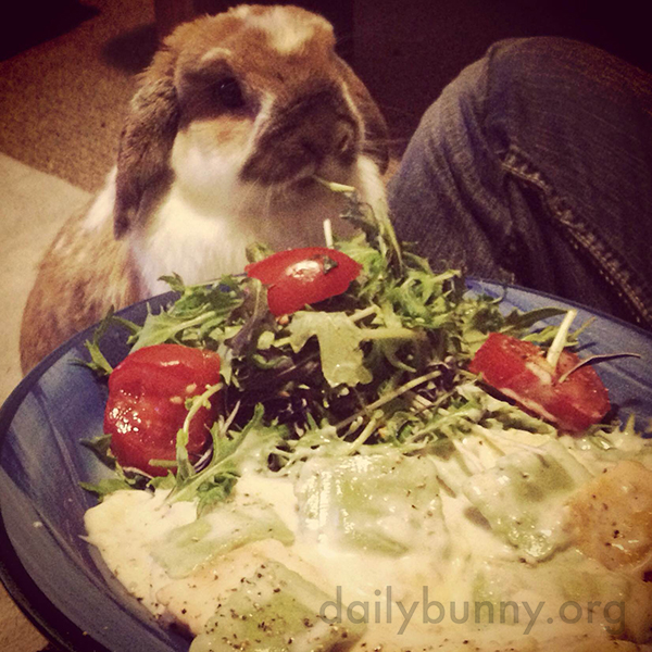 Bunny Is Happy to Share Her Human's Salad 1