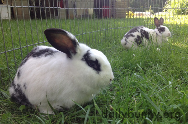 Bunnies Sit in Long Grass
