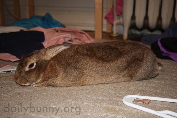 Bunny's Found a Cozy Spot on the Floor for a Quick Nap
