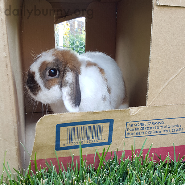 Bunnies Sit in a Cardboard Box When They Tire of the Grass 2