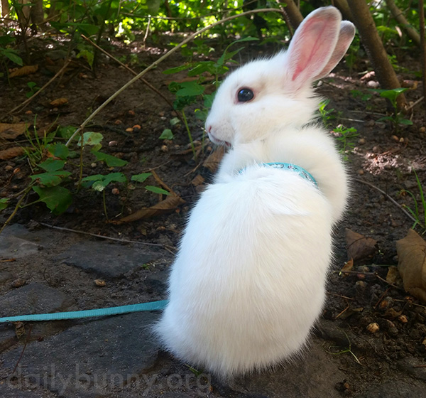 Bunny Enjoys Some Outdoor Grooming and Chasing of His Human 2