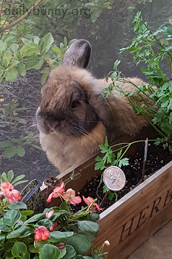 Bunny Heads to the Herb Garden When He's in the Mood for a Fresh Nibble
