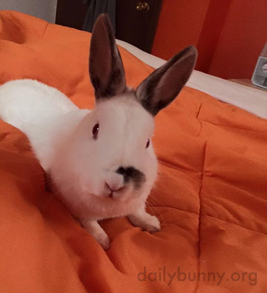 Get Out of Bed, Human! I'm Hungry!