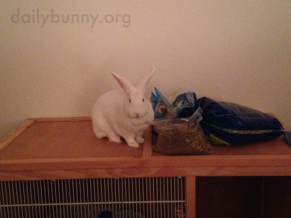 Bunny's Found the Food Stash!