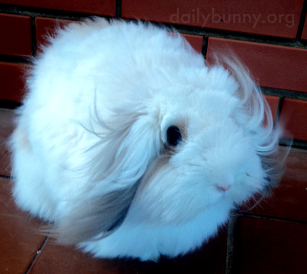 Bunny Lets the Breeze Float Through His Fur