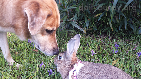 Bunny and Her Dog Friend Sniff Each Other