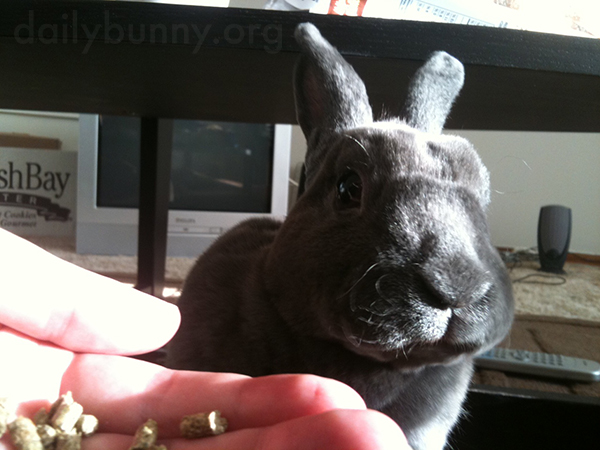 Bunny Enjoys a Snack and a Sunbeam