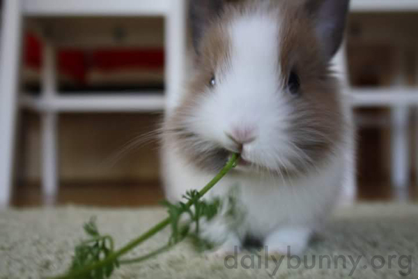 Tiny Bunny Enjoys a Snack of Some Nice Greens 1
