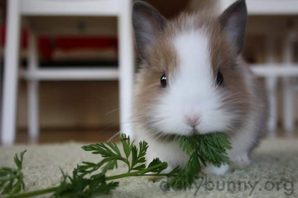 Tiny Bunny Enjoys a Snack of Some Nice Greens 2