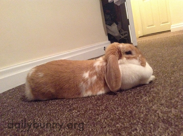 Bunny's Dewlap Makes a Pretty Good Head Cushion