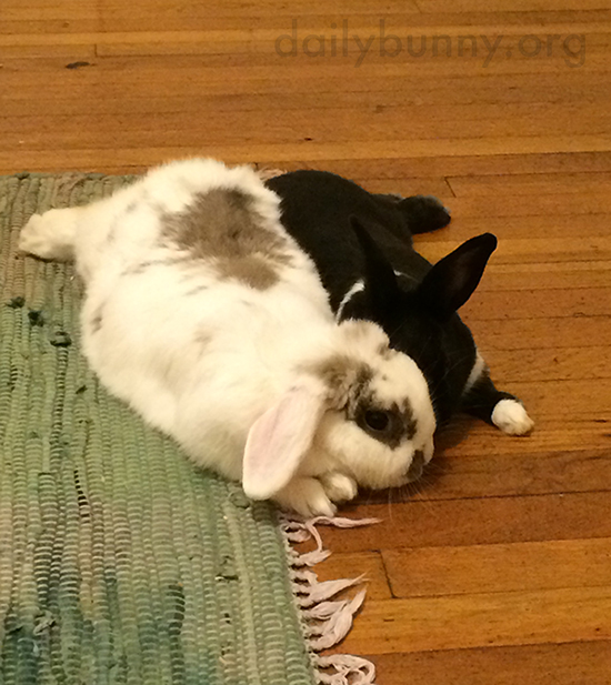 Bunny Tells His Friend a Secret