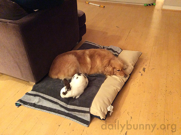 Bunny Shares a Cushion with His Pup Friend