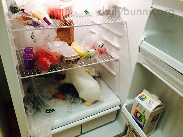 Bunny's Invasion of the Refrigerator Is a Success! 2