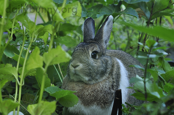Bunny Sits in the Garden, Surrounded by Greenery