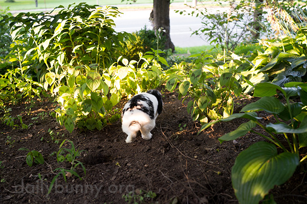 Bunny Explores the Garden Before Heading Back Inside with His Loot 1
