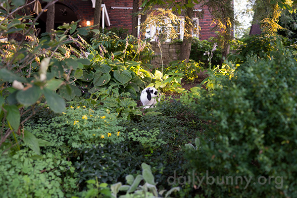 Bunny Explores the Garden Before Heading Back Inside with His Loot 2