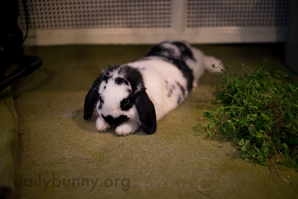 Bunny Explores the Garden Before Heading Back Inside with His Loot 4