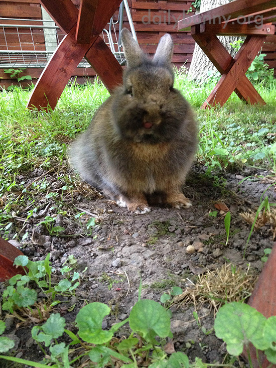 Bunny Lurks Under the Picnic Table to Catch Any Dropped Veggies 1