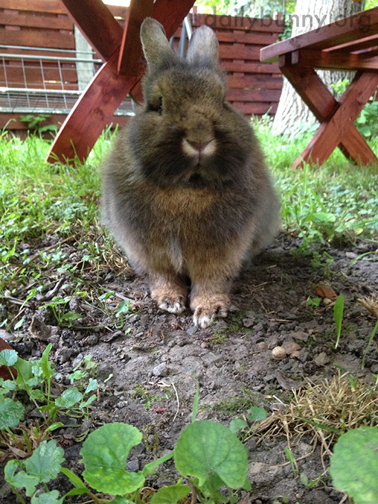 Bunny Lurks Under the Picnic Table to Catch Any Dropped Veggies 2