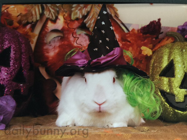 It's the Daily Bunny's Halloween 2015 Mega-Post! 2