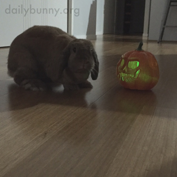 It's the Daily Bunny's Halloween 2015 Mega-Post! 4