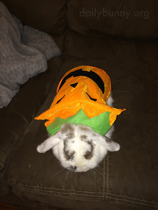 It's the Daily Bunny's Halloween 2015 Mega-Post! 5