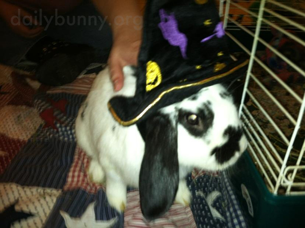 It's the Daily Bunny's Halloween 2015 Mega-Post! 6