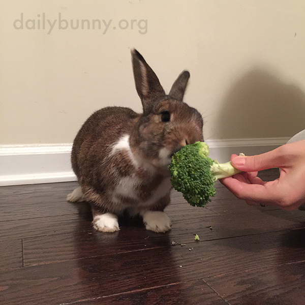 Bunny Enjoys Some Homegrown Veg 1