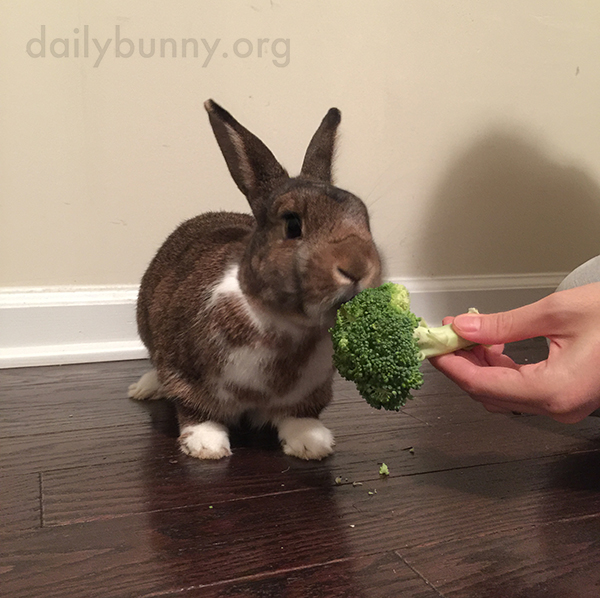 Bunny Enjoys Some Homegrown Veg 2