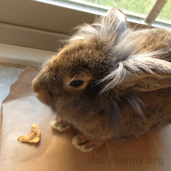 Bunny Pauses Before Nibbling More on that Dried Apple Slice