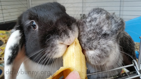 Bunnies Share Some Delicious Banana 1
