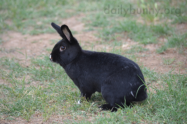 Bunny's Coat Is Dappled with White