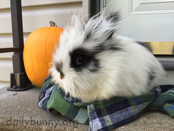 Bunny and His Pumpkin Enjoy the Brisk Fall Air