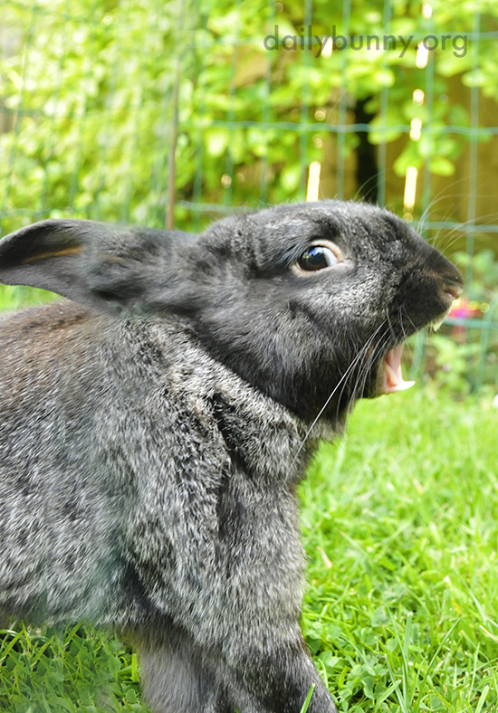 Bunny Yawns Fiercely