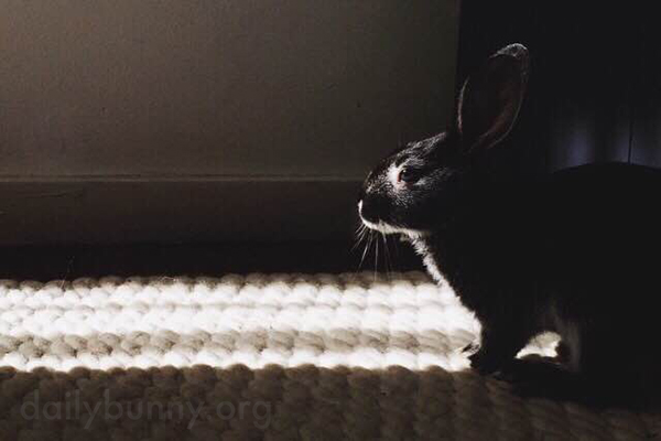 Bunny Sits Just Outside a Sunbeam