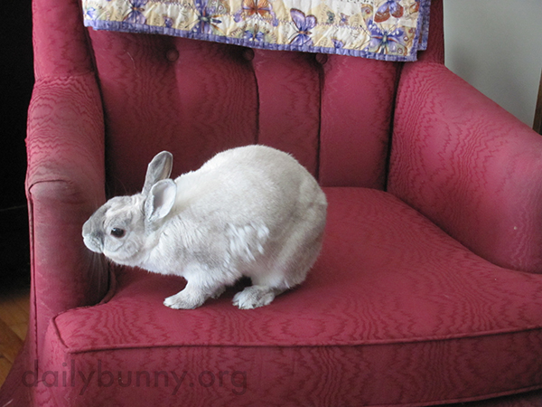 Bunny Makes Sure the Chair Meets Her Requirements