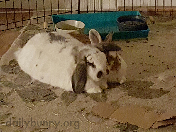 Bunny Lends an Ear to His Friend