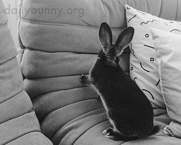 Bunny Has Discovered the Possibilities of the Sofa