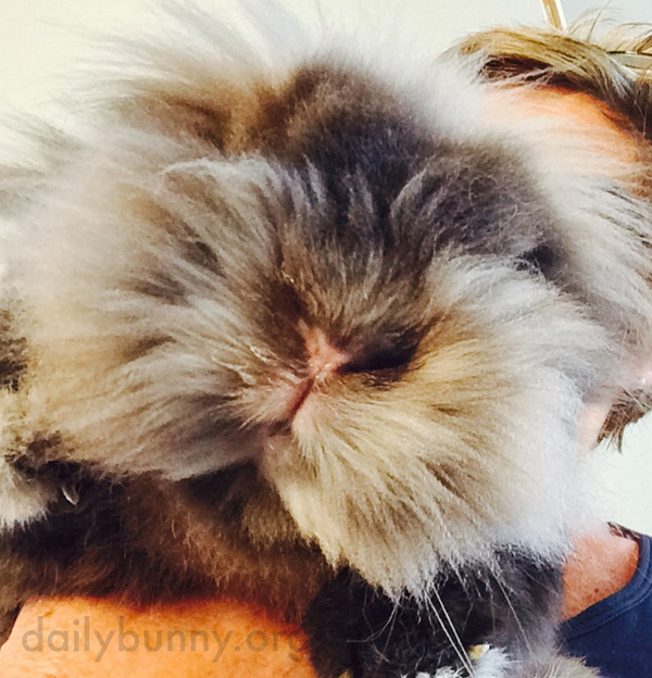 Bunny Is a Big Ball of Fuzz with a Nose