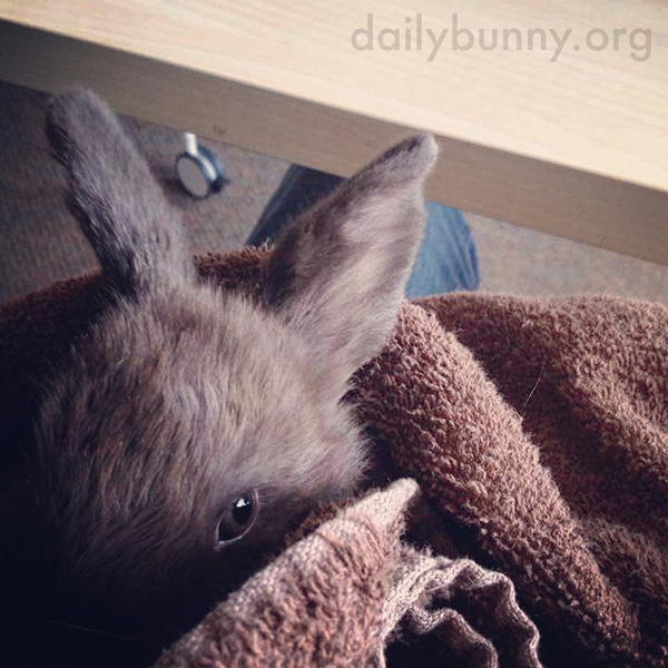 I Am Cozy in Here, Human, Don't Disturb Me