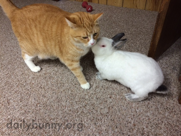 The Cat Reluctantly Accepts a Kiss from Bunny