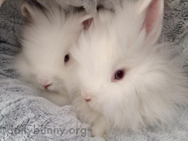 Fluffy Bunnies Are Two Peas in a Pod